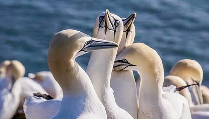 AYX官网-沙特球队连续保持不败，沙特队首发