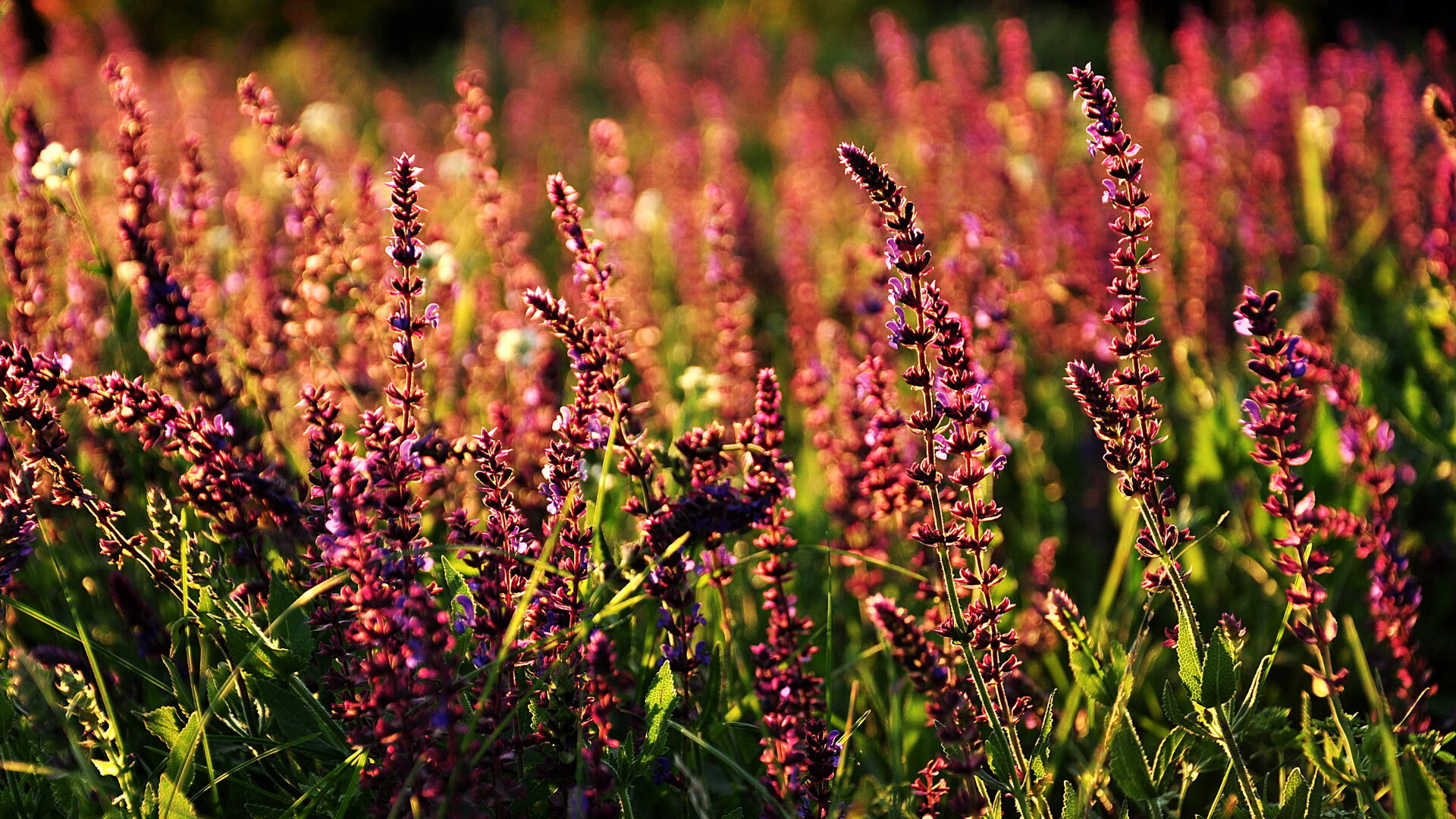 西班牙男足交出精彩奥运答卷,西班牙男子足球
