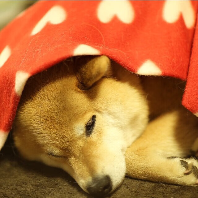 世界杯运动员的职业发展路径,世界杯足球运动员年龄要求