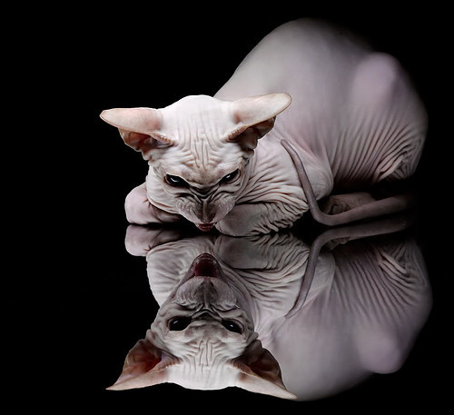 德甲快节奏引领:每次攻防都让人生畏,德甲最快提前几轮夺冠