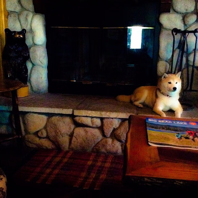 袋鼠队在橄榄球冠军锦标赛中的反击战术令人印象深刻，袋鼠大战拳击手